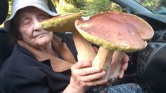 Wysyp grzybów w lasach