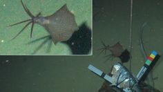 Niezwykłe stworzenie na dnie oceanu. Kałamarnica odkryta ponad 6 km pod wodą