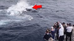 Stado orek kontra wieloryb. Świadkowie nie mogli uwierzyć własnym oczom