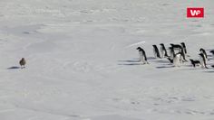 Dzika Antarktyda. Zobacz nagranie