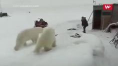 Człowiek kontra dwa niedźwiedzie. Nagranie z Rosji