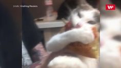 "Nie oddam". Zabawne nagranie kota z pizzą
