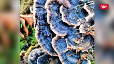 Niesamowite kolory grzybów. Nadleśnictwo Zamrzenica dzieli się pięknymi zdjęciami