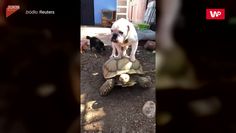 Pies jeździł na żółwiu. Nagranie z Kalifornii