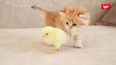 Przyjaźń kota i kurczaka. Słodkie wideo chwyta za serce