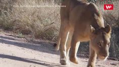 Lwica wyczuła ofiarę z 4 km. Niezwykłe nagranie z safari w RPA