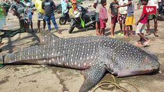 Ogromny rekin w Indiach. Plażowicze nie kryli zaskoczenia widokiem bestii