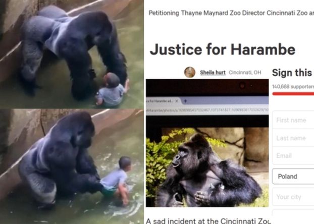 Internauci protestują przeciwko zastrzeleniu goryla na oczach turystów. Chronił dziecko, które wpadło na jego wybieg!