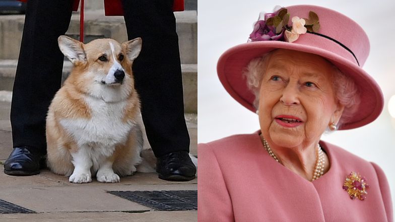 Nie tylko najbliższa rodzina. Królową Elżbietę pożegnały także ukochane psy corgi i kucyk (ZDJĘCIA)