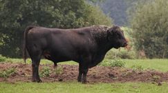 Naukowcy modyfikują geny byków, żeby pozbawić je rogów