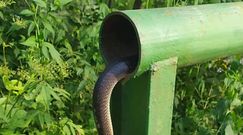 Schował się w rurze. Zdjęcia węża z Nadleśnictwa Baligród