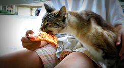 Koci smakosz pizzy. Lubi nawet brzegi