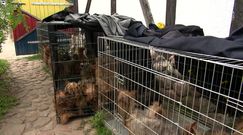 Łomianki: Psy przetrzymywane w strasznych warunkach