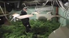 Policjanci zlikwidowali ogromną plantację marihuany