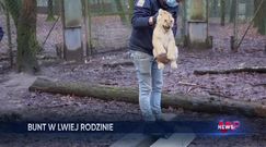 Szczepienie lwic w zoo. Niebezpieczna operacja w Holandii