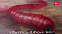 Mongolski robak śmierci
