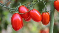 Najzdrowsza odmiana pomidorów
