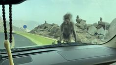 Kierowca nakarmił małpę. Nagranie z Arabii Saudyjskiej