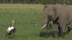 Koronnik szary pogonił słonie