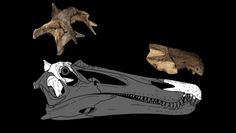 Sensacja na plaży w Anglii. Odkryli kości dwóch nieznanych gatunków dinozaurów