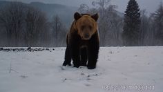 Bieszczadzki niedźwiedź dostrzegł fotopułapkę. Jego reakcja była zaskakująca