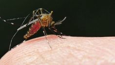 Ocet odstrasza komary – zadziała jak niewidzialna moskitiera
