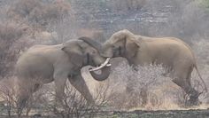 Walka słoni. Nagranie z Parku Narodowego Krugera