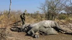 Znaleźli 330 martwych słoni. Odkryto tajemnicę ich śmierci