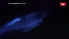 Świecące delfiny. Wideo z Kalifornii zapiera dech w piersiach