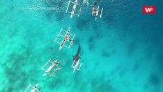 Morskie olbrzymy. Niesamowite nagranie z drona