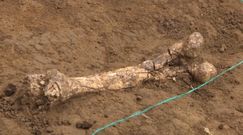 Szczątki Homo georgicus sprzed 1,8 mln lat. Historyczne odkrycie w Gruzji