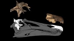 Sensacja na plaży w Anglii. Odkryli kości dwóch nieznanych gatunków dinozaurów