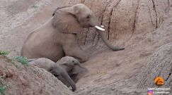Mały słonik utknął na stromej ścieżce. Wyjątkowe nagranie z Botswany
