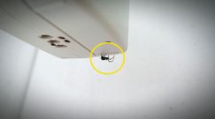 Sprawdzone sposoby na pająki. Wyprowadzą się z twojego domu czy działki