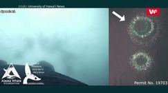 Polujące humbaki. Niesamowite nagranie z drona