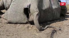 Martwe słonie w Botswanie. Władze wciąż nie wiedzą, co je zabija