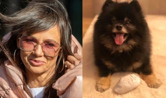 Dobroduszny Czarek Lis apeluje do właścicieli zwierząt: "Każdy może poprosić o pomoc w opiece nad psem na wypadek kwarantanny" (FOTO)