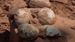 Skamieniałe jaja drapieżnych dinozaurów. Niezwykłe odkrycie w Brazylii