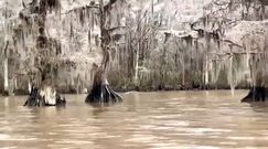 Zamrożone drzewa w jeziorze. Niezwykłe nagranie z Luizjany