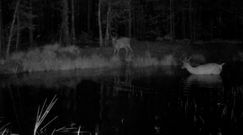 Nocne igraszki jeleni w lesie. Nagranie Nadleśnictwa Biłgoraj