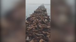 Setki lwów morskich na falochronie. Niezwykłe nagranie z Rosji