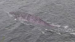 Zdjęcie z Loch Ness. Poruszenie w sieci