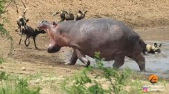 Hipopotam - najgroźniejsze zwierzę w Afryce. Zbiór nagrań z parku narodowego Krugera w RPA