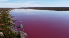 Ekolodzy przerażeni różową laguną w Argentynie. "Zabija wszelkiego rodzaju życie"