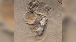 Tajemnicze ślady. Naukowcy twierdzą, że to najstarszy odcisk stopy, jaki odnaleziono