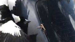 Australijski pająk porwany przez ptaka
