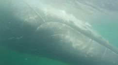Olbrzymi humbak zaplątany w sieci rybackie. Niezwykłe nagranie ratowników