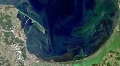 Sinice w Bałtyku widziane z kosmosu. Ekspert ostrzega przed wypoczynkiem nad morzem