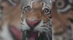 Bestia zjadająca psy złapana. W pułapce Rosjanie znaleźli tygrysa amurskiego
