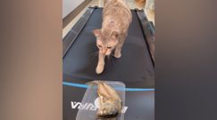 Kot na bieżni próbuje zjeść rybę. Zabawne nagranie hitem sieci
